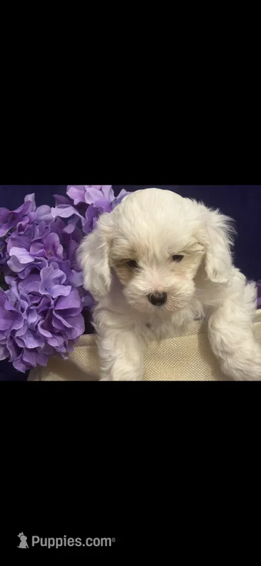 Patches – Cockapoo puppy for sale in Anderson, SC