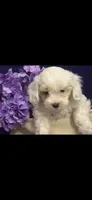 Patches, a male Cockapoo for sale in Anderson, SC – 2 of 10