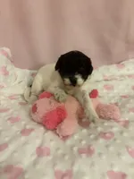 Dottie , a female Cockapoo for sale in Anderson, SC – 3 of 4