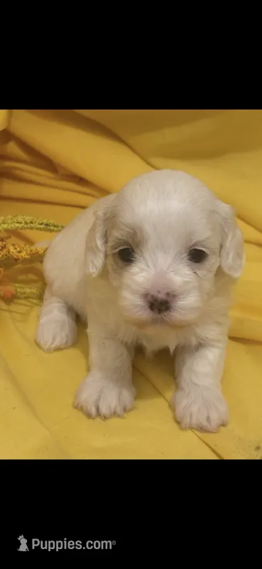 Patches – Cockapoo puppy for sale in Anderson, SC