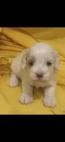 Patches, a male Cockapoo for sale in Anderson, SC – 5 of 10