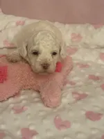 Sugar, a female Cockapoo for sale in Anderson, SC – 3 of 3