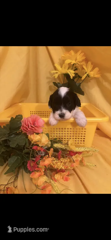 Panda  – Cockapoo puppy for sale in Anderson, SC