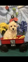 Snickers, a male Poodle - Toy  for sale in Anderson, SC – 3 of 9