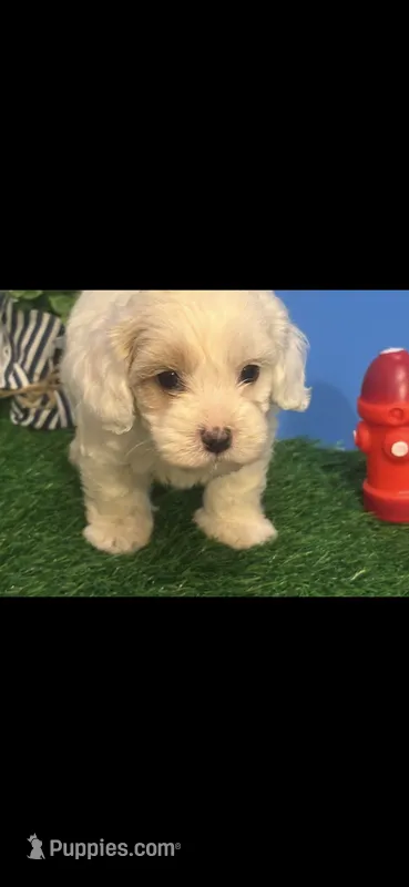 Patches – Cockapoo puppy for sale in Anderson, SC