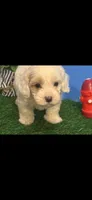 Patches, a male Cockapoo for sale in Anderson, SC – 3 of 10