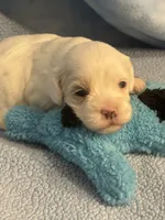 Patches, a male Cockapoo for sale in Anderson, SC – 2 of 4