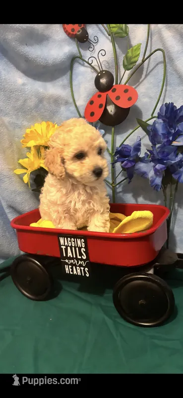 Snickers – Poodle - Toy  puppy for sale in Anderson, SC