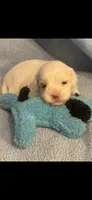 Patches, a male Cockapoo for sale in Anderson, SC – 4 of 4