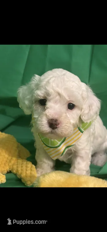 Sugar – Cockapoo puppy for sale in Anderson, SC