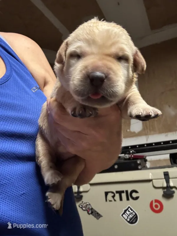 Daisy – Labrador Retriever puppy for sale in San Antonio, TX