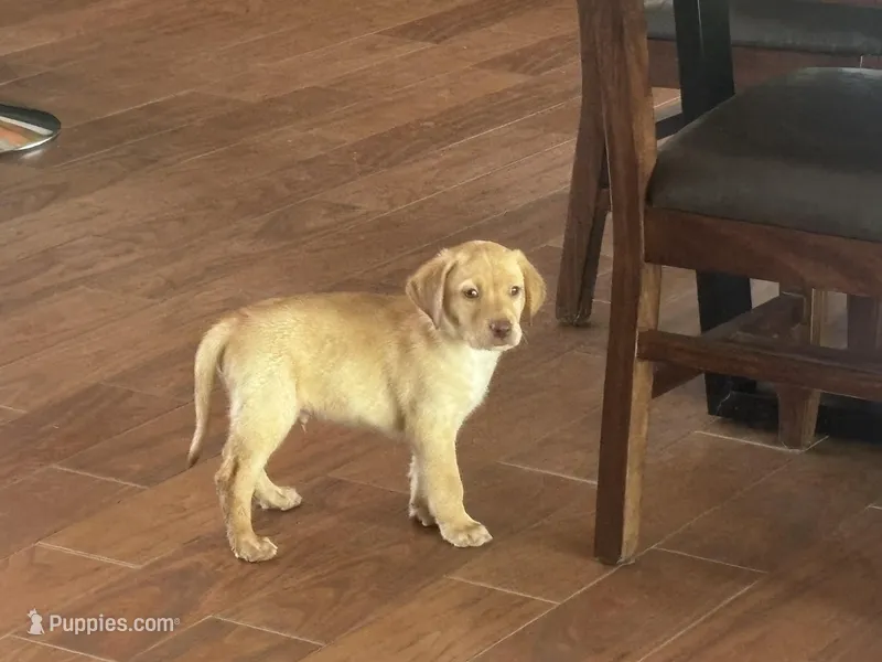 Luna – Labrador Retriever puppy for sale in San Antonio, TX