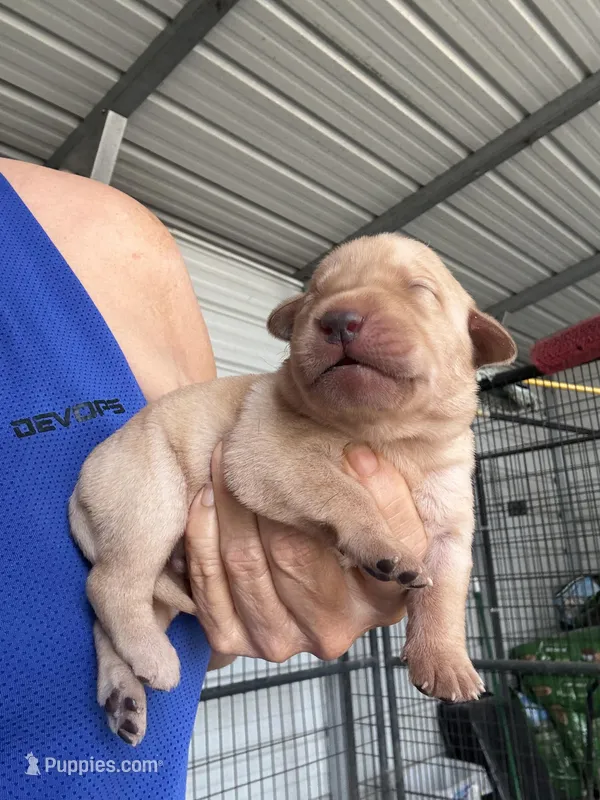 Luna – Labrador Retriever puppy for sale in San Antonio, TX