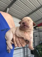Luna, a female Labrador Retriever for sale in San Antonio, TX – 1 of 3