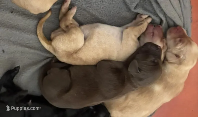 Hershey – Labrador Retriever puppy for sale in San Antonio, TX