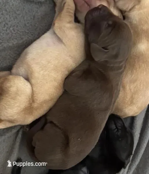 Hershey, a male Labrador Retriever for sale in San Antonio, TX – Photo 2 of 4