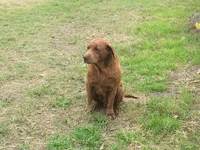 Hershey, a male Labrador Retriever for sale in San Antonio, TX – Photo 4 of 4