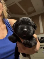 Zena, a female Labrador Retriever for sale in San Antonio, TX – 4 of 5