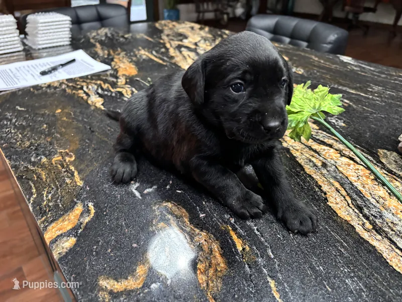 Zena – Labrador Retriever puppy for sale in San Antonio, TX