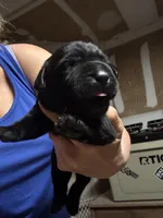 Zena, a female Labrador Retriever for sale in San Antonio, TX – 5 of 5