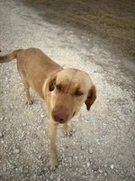 Sugar, a female Labrador Retriever for sale in San Antonio, TX – Photo 5 of 5