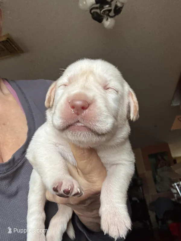 Sugar, a female Labrador Retriever for sale in San Antonio, TX – Photo 1 of 5