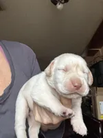 Sugar, a female Labrador Retriever for sale in San Antonio, TX – Photo 3 of 5