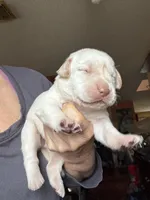 Sugar, a female Labrador Retriever for sale in San Antonio, TX – Photo 2 of 5