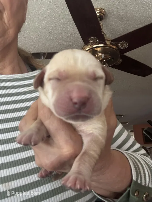 Charlie – Labrador Retriever puppy for sale in San Antonio, TX