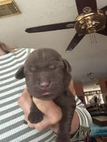 Cocoa, a female Labrador Retriever for sale in San Antonio, TX – Photo 3 of 4