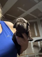 Cocoa, a female Labrador Retriever for sale in San Antonio, TX – Photo 2 of 4