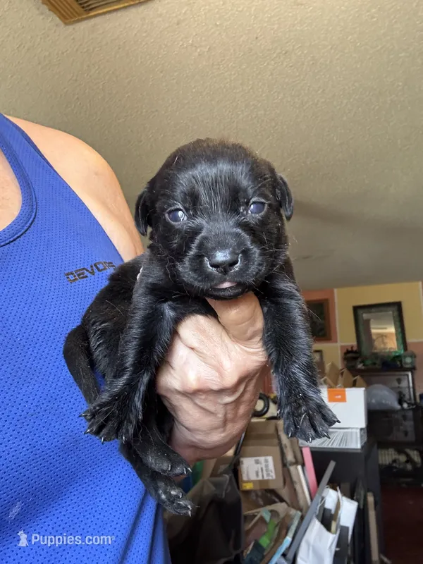Zoro – Labrador Retriever puppy for sale in San Antonio, TX