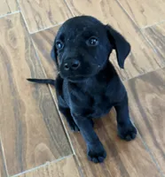 Duke, a male Labrador Retriever for sale in San Antonio, TX – 2 of 2