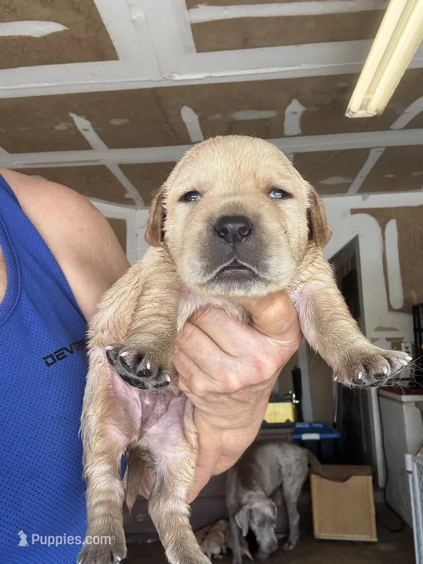 Daisy – Labrador Retriever puppy for sale in San Antonio, TX