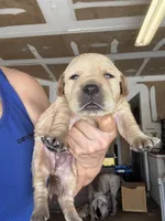 Daisy, a female Labrador Retriever for sale in San Antonio, TX – 1 of 6