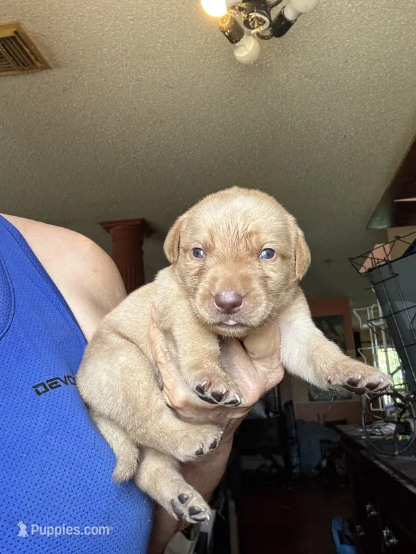 Charlie – Labrador Retriever puppy for sale in San Antonio, TX