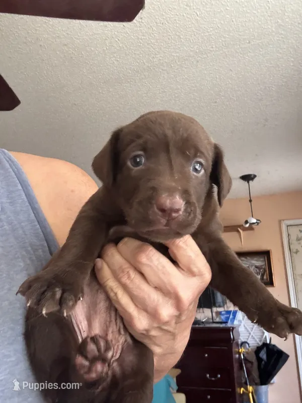 Cindy – Labrador Retriever puppy for sale in San Antonio, TX