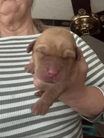 Rusty, a male Labrador Retriever for sale in San Antonio, TX – Photo 1 of 3