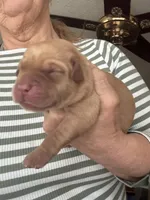 Rusty, a male Labrador Retriever for sale in San Antonio, TX – Photo 2 of 3