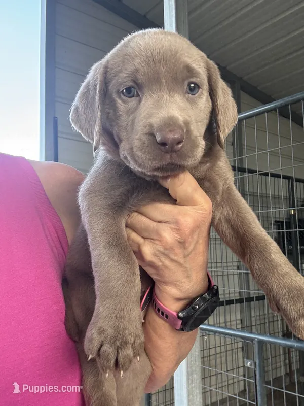 Silver Athena – Labrador Retriever puppy for sale in San Antonio, TX