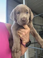 Silver Athena, a female Labrador Retriever for sale in San Antonio, TX – 1 of 8