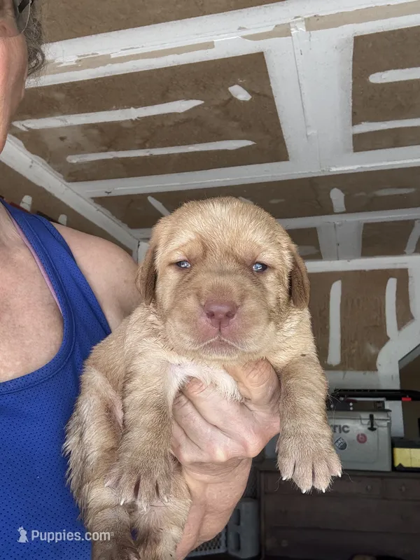 Sugar – Labrador Retriever puppy for sale in San Antonio, TX
