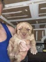Sugar, a female Labrador Retriever for sale in San Antonio, TX – 1 of 6