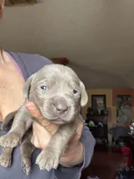 Silver Alli, a female Labrador Retriever for sale in San Antonio, TX – Photo 2 of 2