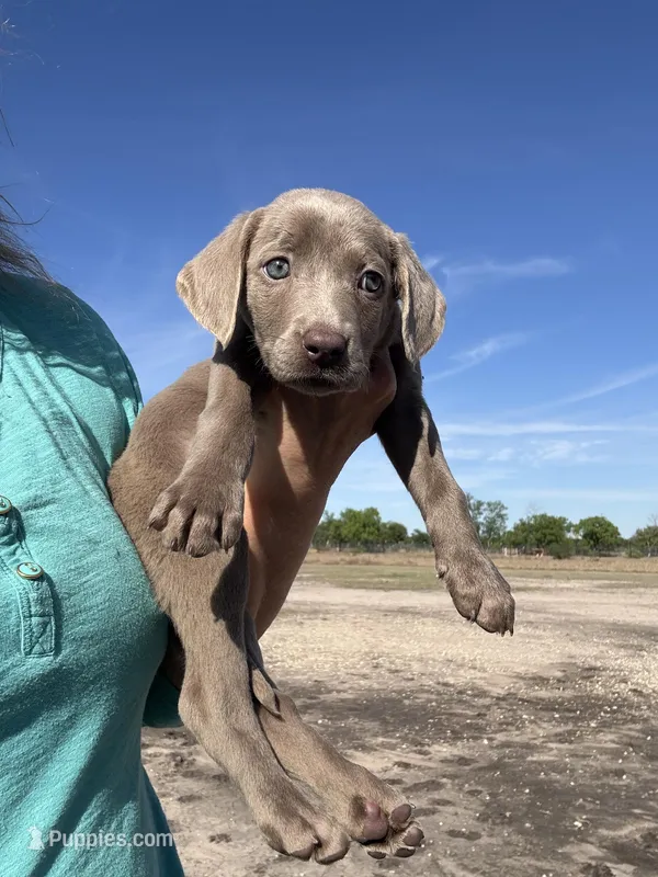 Silver Alli – Labrador Retriever puppy for sale in San Antonio, TX