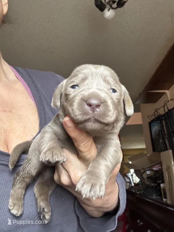 Silver Alli, a female Labrador Retriever for sale in San Antonio, TX – Photo 1 of 2