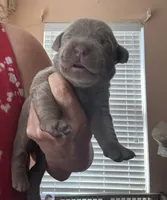 Silver Rex, a female Labrador Retriever for sale in San Antonio, TX – 2 of 4