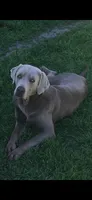 Silver Rex, a female Labrador Retriever for sale in San Antonio, TX – 4 of 4
