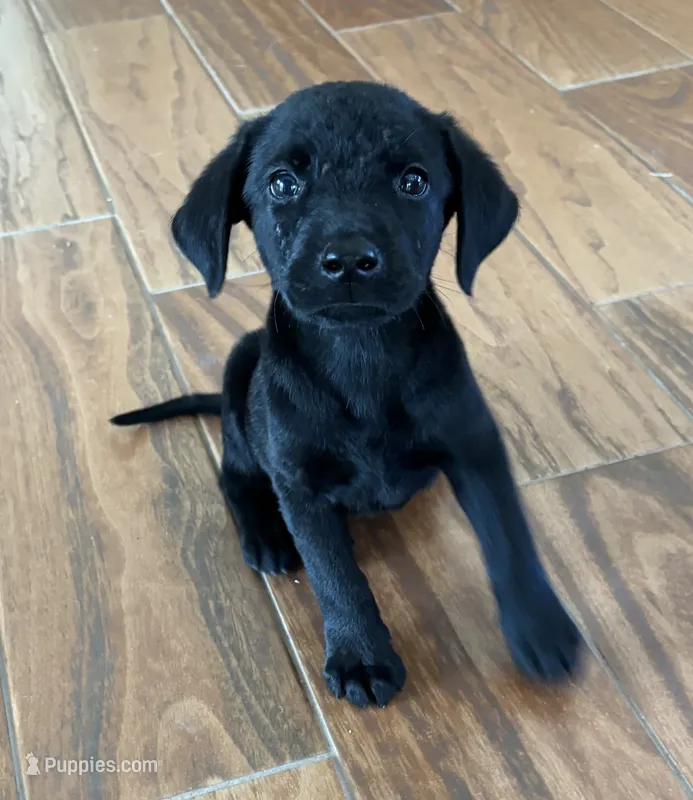Duke – Labrador Retriever puppy for sale in San Antonio, TX
