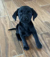Duke, a male Labrador Retriever for sale in San Antonio, TX – 1 of 2